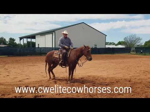 Online Training Video: Working Cattle In An Open Pen with Clay West